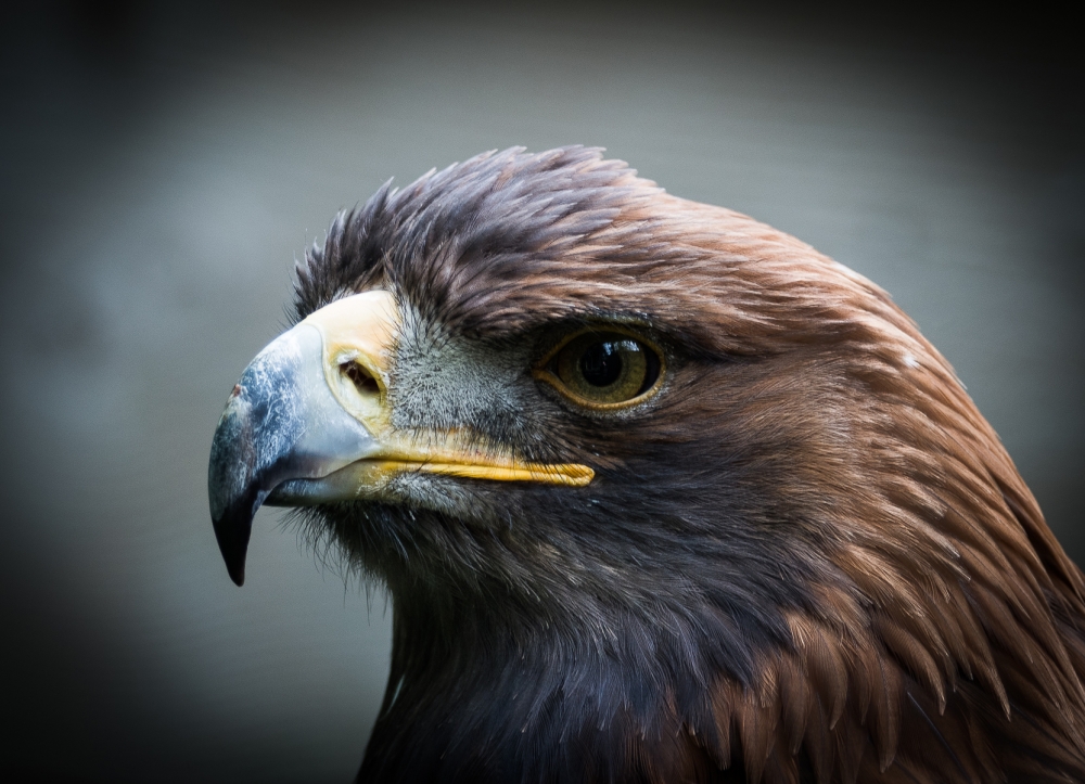 1st  Golden eagle by Ian Scotland